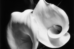 Imogen Cunningham, Two Callas