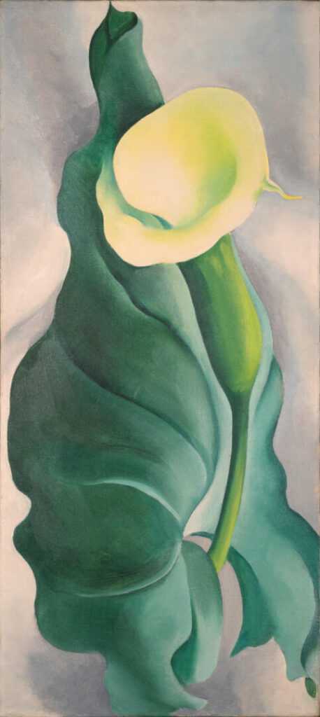 Calla Lily Lily Yellow No.2