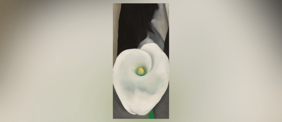 calla lily for alfred cropped